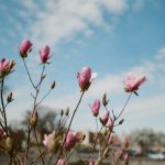 Flowering Bush