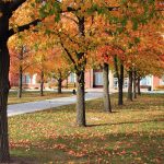 colored trees lining a concrete path